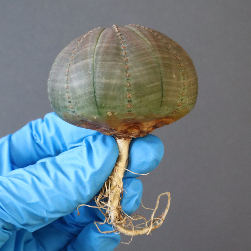 【ベアルート】E.オベサ 3