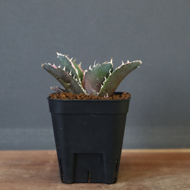 アガベ・チタノタ白鯨（小）-056｜agave titanota white whale |