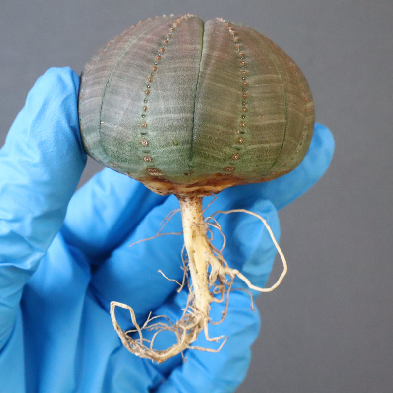 【ベアルート】E.オベサ 3