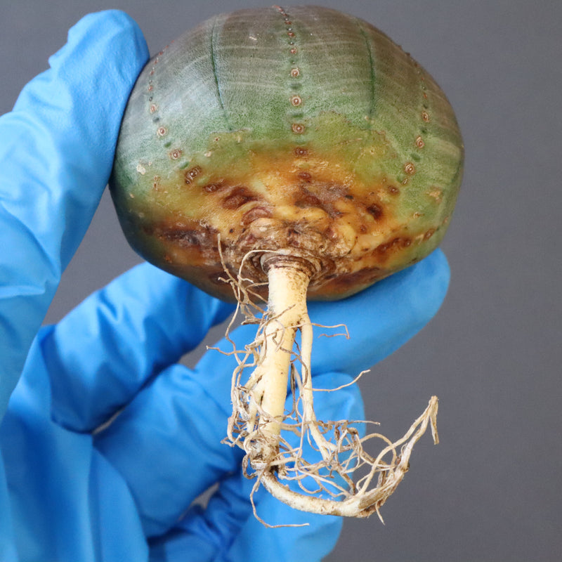 【ベアルート】E.オベサ 3