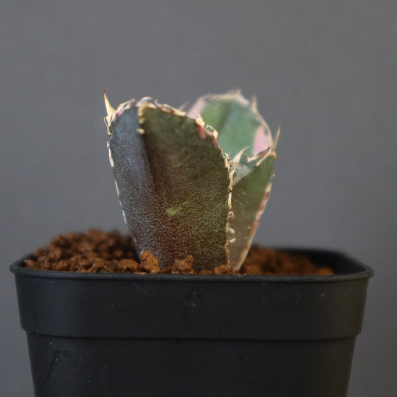 アガベ・チタノタ白鯨（ボールタイプ）中-061｜agave titanota