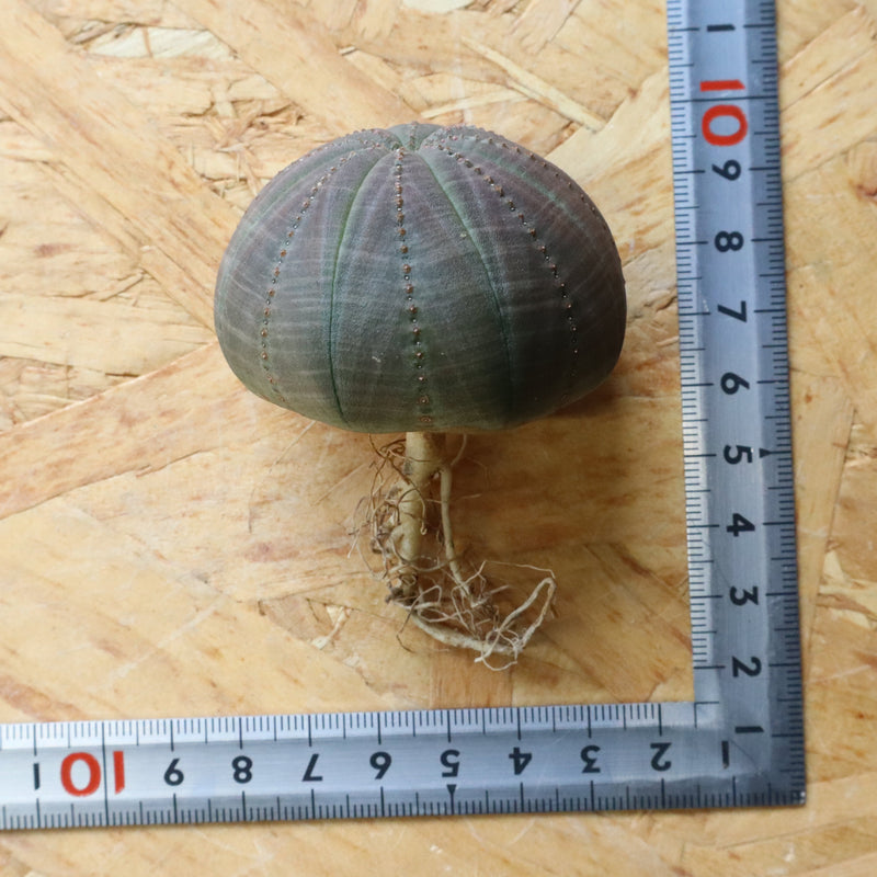 【ベアルート】E.オベサ 3