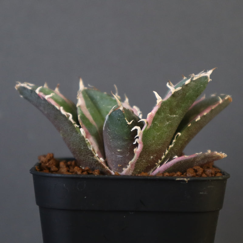 アガベ・チタノタ白鯨（小）-056｜agave titanota white whale |
