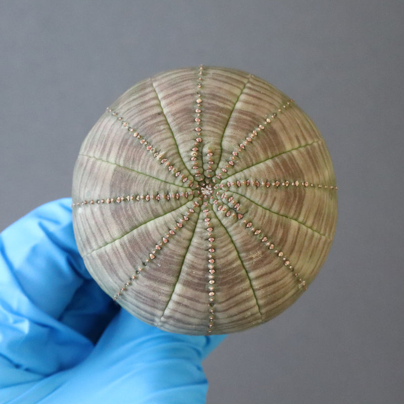 【ベアルート】E.オベサ 5