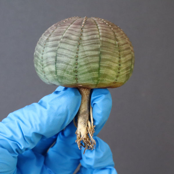 【ベアルート】E.オベサ 5