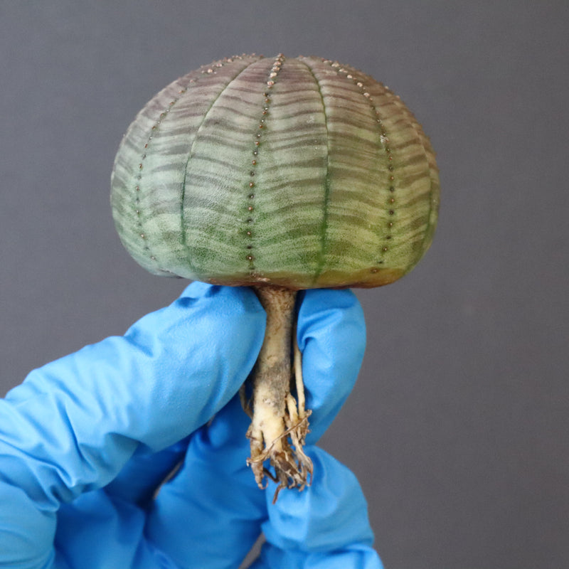 【ベアルート】E.オベサ 5