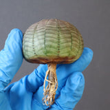 【ベアルート】E.オベサ 5