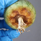 【ベアルート】E.オベサ 5