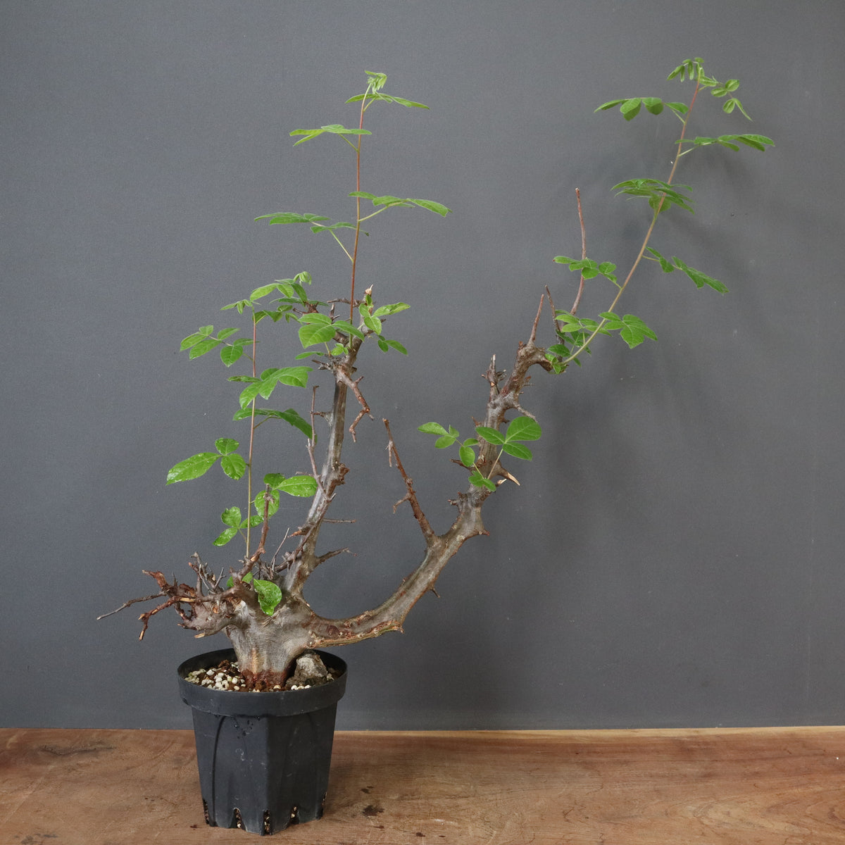 塊根植物 – 13ページ目 – TaiShoDo ONLINE SHOP