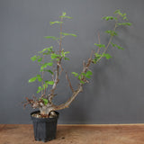 C.ミルドブラエディ 5