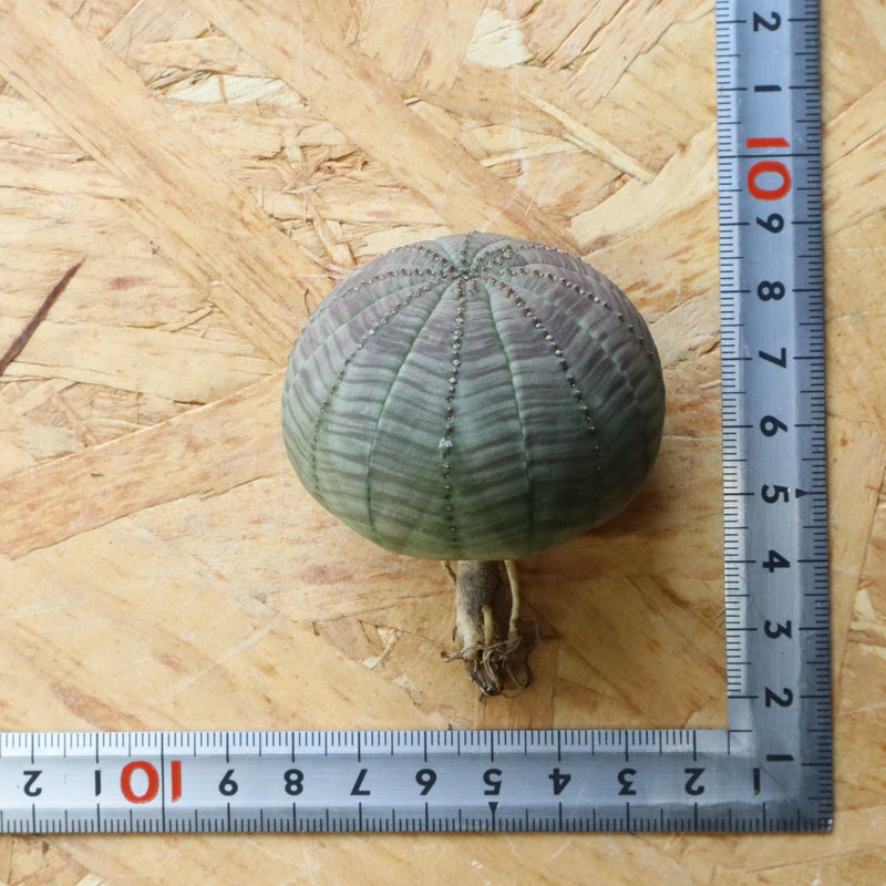 【ベアルート】E.オベサ 5