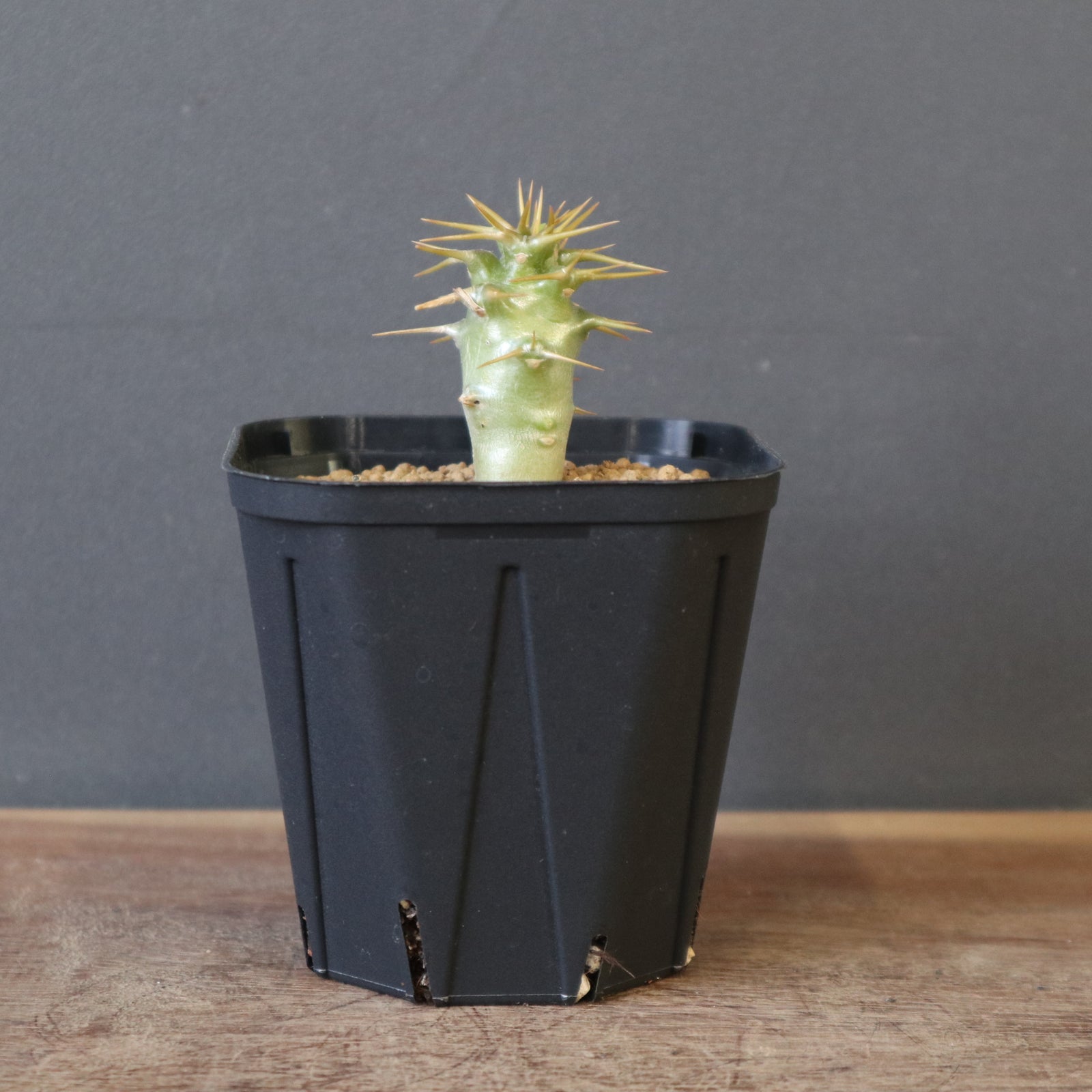 P.アンボンゲンセ（実生）EC2560 – TaiShoDo ONLINE SHOP