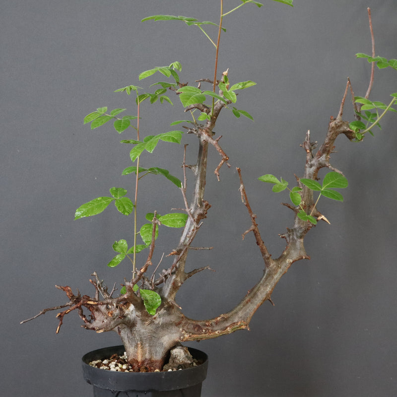 C.ミルドブラエディ 5