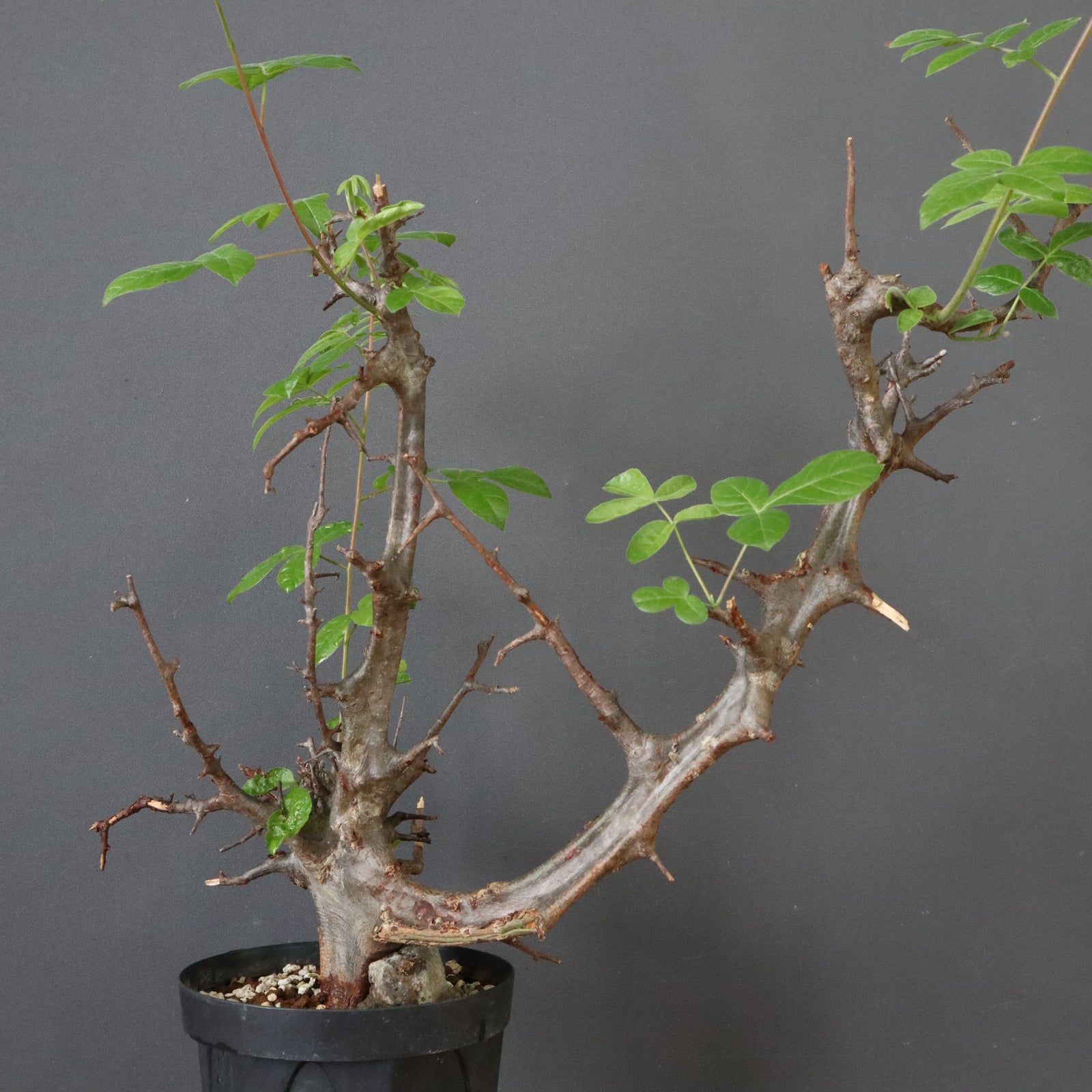 C.ミルドブラエディ 5 – TaiShoDo ONLINE SHOP