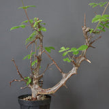 C.ミルドブラエディ 5