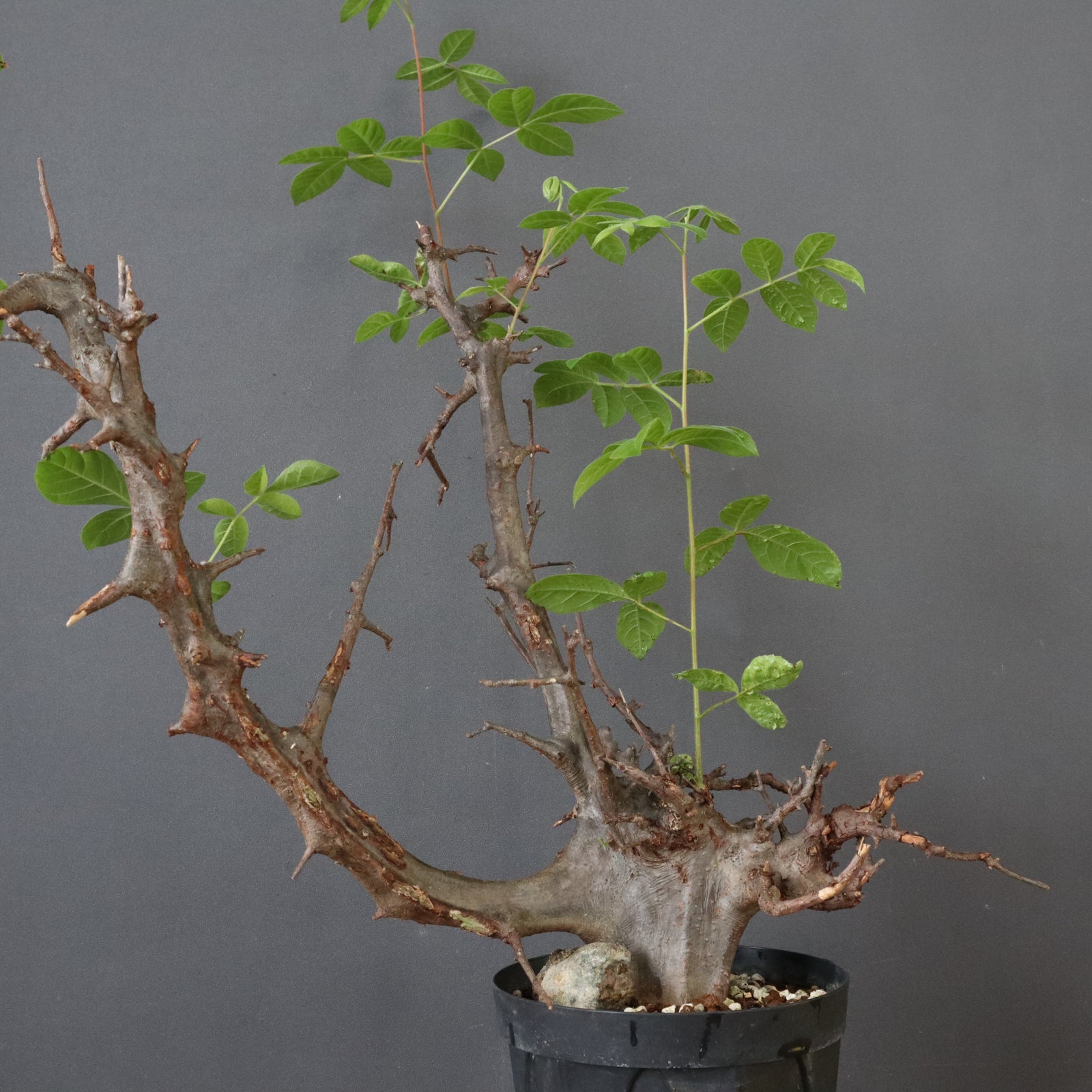 C.ミルドブラエディ 5 – TaiShoDo ONLINE SHOP