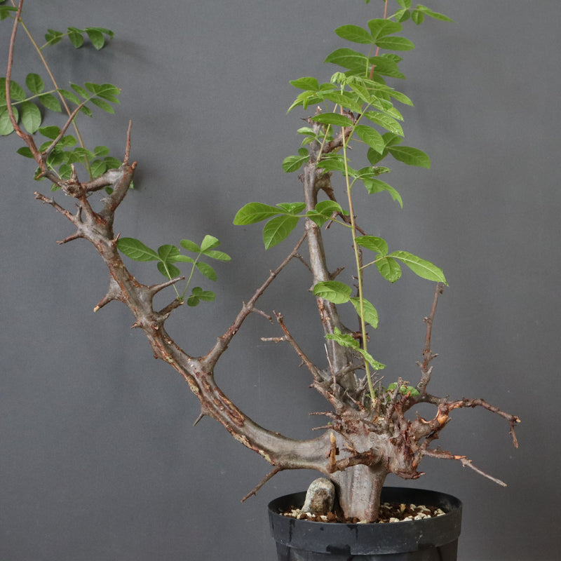 C.ミルドブラエディ 5