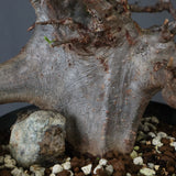 C.ミルドブラエディ 5