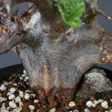 C.ミルドブラエディ 5