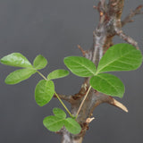 C.ミルドブラエディ 5