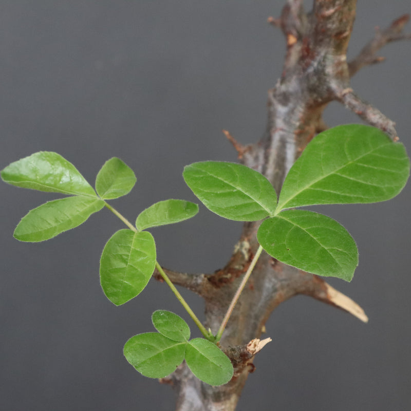 C.ミルドブラエディ 5