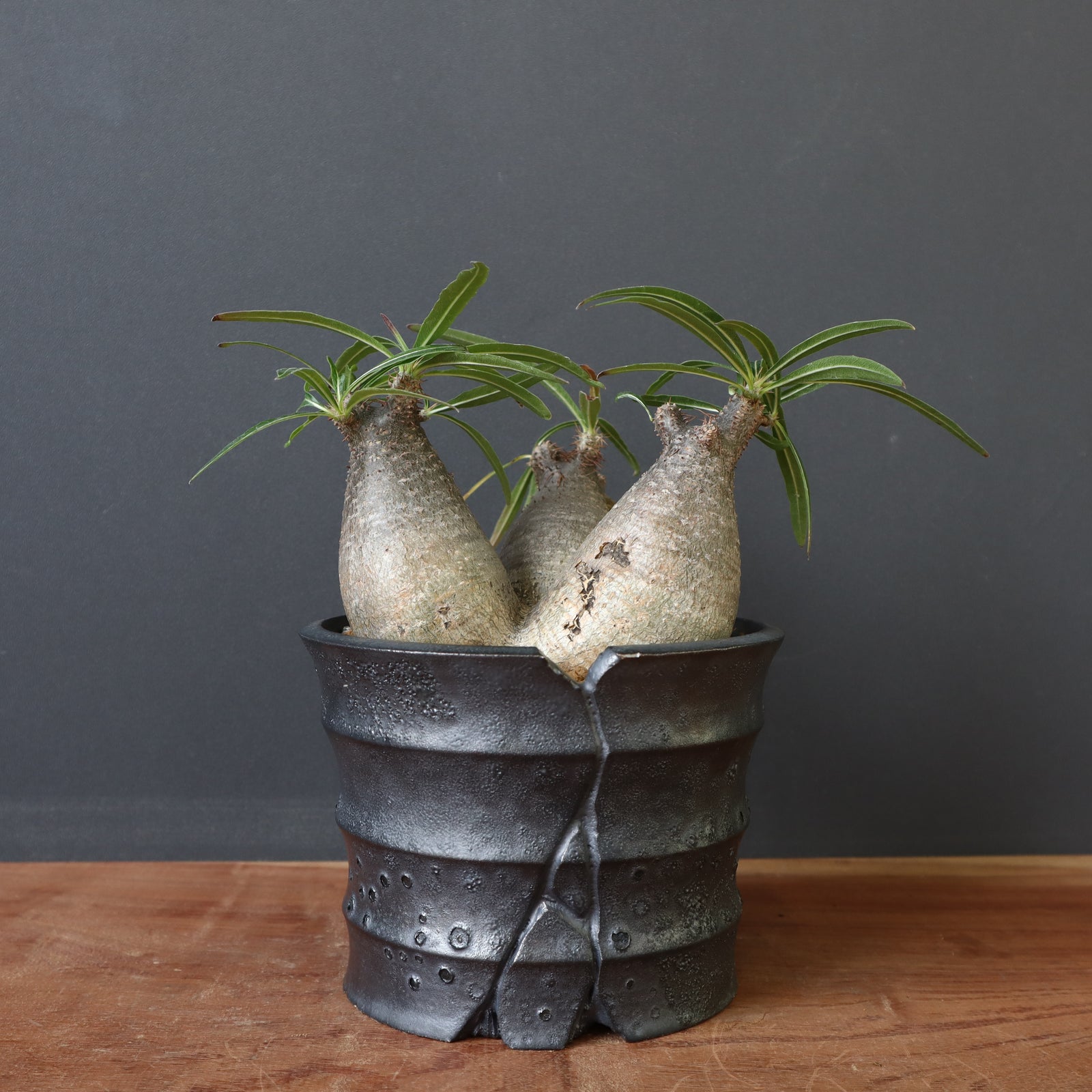 アガベ　グラキリス　などまとめ売り　引き取り限定 120.激シブ激安6セット！信楽焼 植物鉢 陶器鉢 作家鉢 アガベ