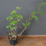 C.ミルドブラエディ 5