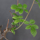 C.ミルドブラエディ 5