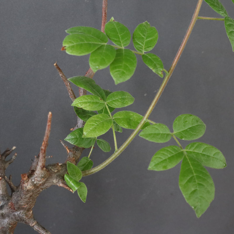 C.ミルドブラエディ 5