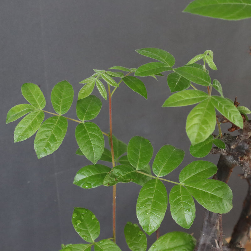 C.ミルドブラエディ 5