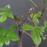 C.ミルドブラエディ 5