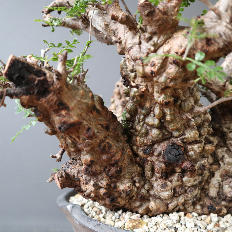 sou.】O.パキプス620・A42 – TaiShoDo ONLINE SHOP