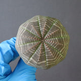 【ベアルート】E.オベサ 9