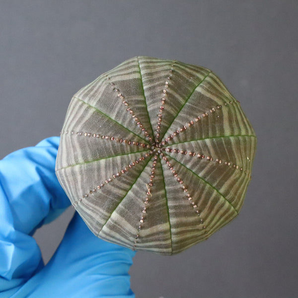 【ベアルート】E.オベサ 9