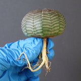 【ベアルート】E.オベサ 9