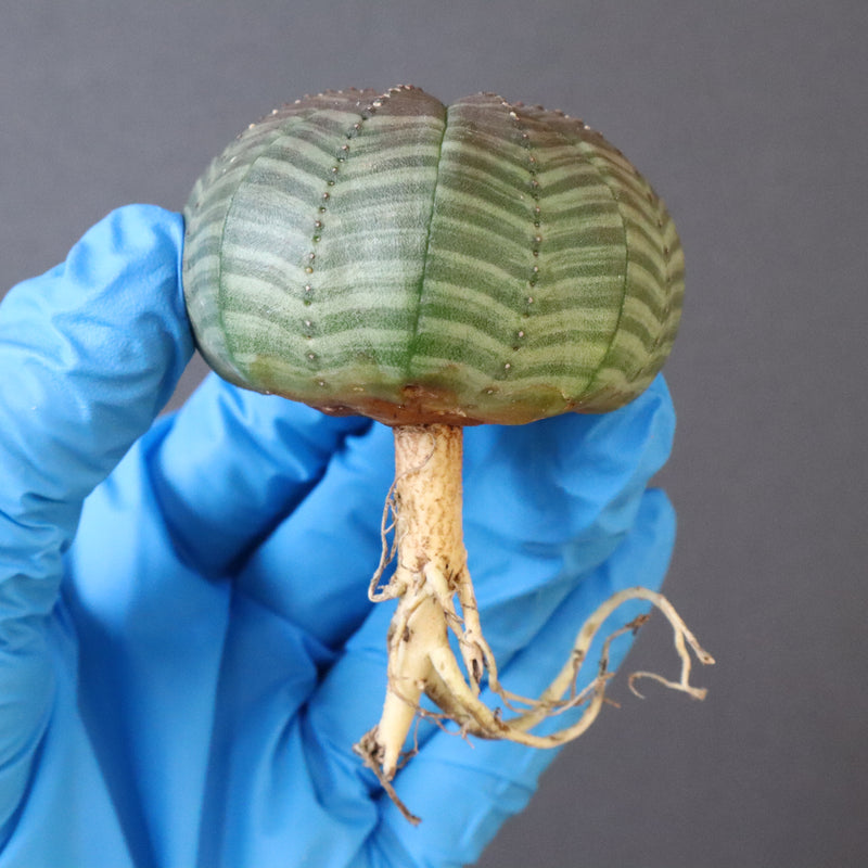 【ベアルート】E.オベサ 9