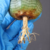 【ベアルート】E.オベサ 9