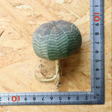 【ベアルート】E.オベサ 9