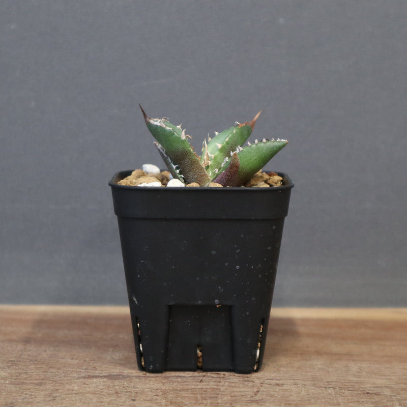 アガベ 緑犀牛 EC1350 – TaiShoDo ONLINE SHOP