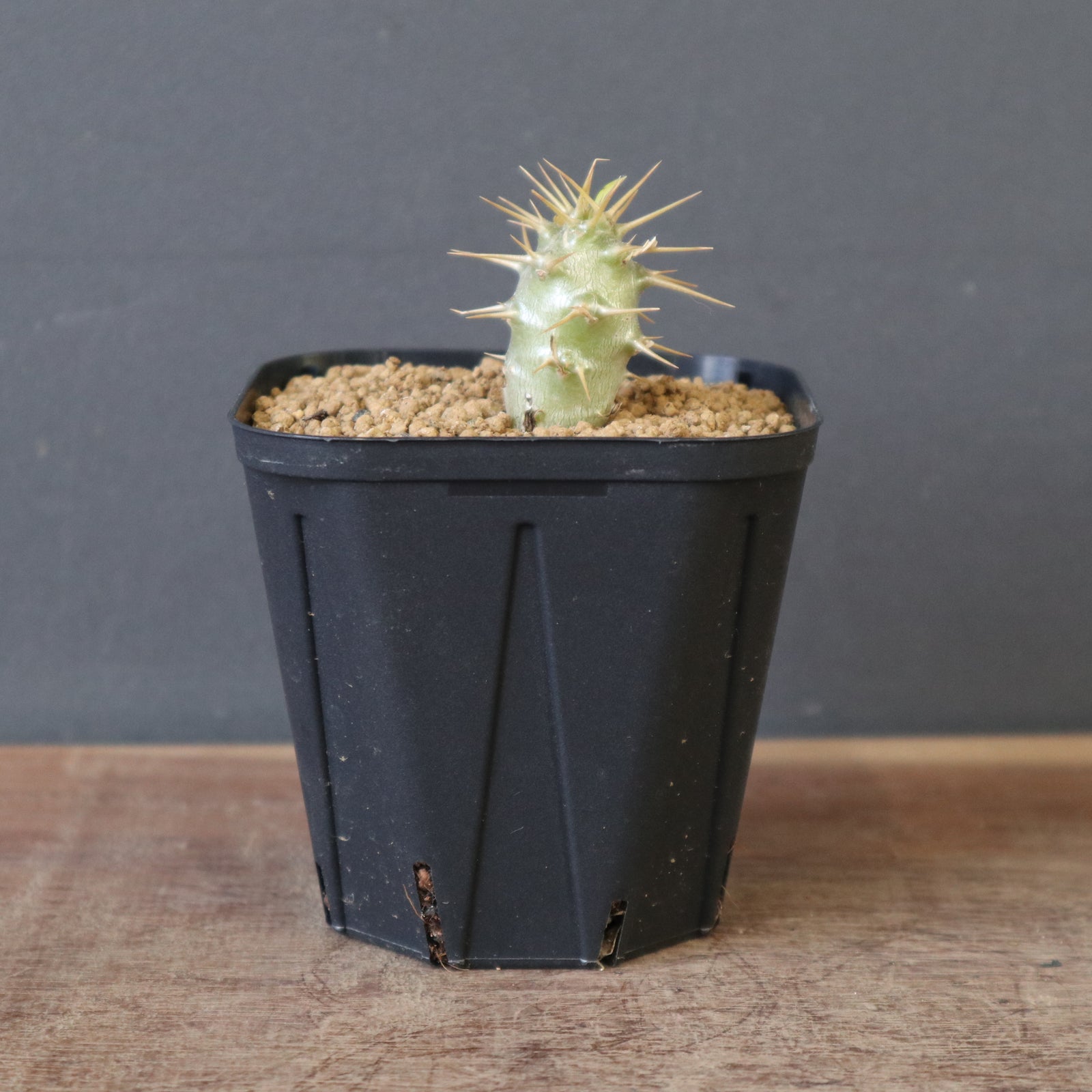 P.アンボンゲンセ（実生）EC2563 – TaiShoDo ONLINE SHOP