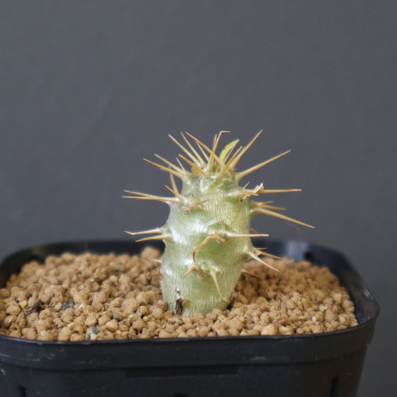 アンボンゲンセ　特大　実生 パキポディウム・アンボンゲンセ 実生【C45】 Pachypodium ambongense
