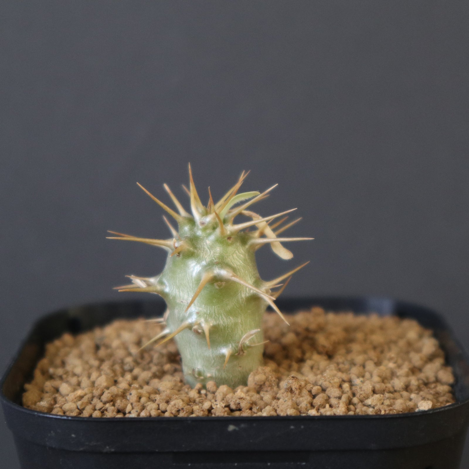 P.アンボンゲンセ（実生）EC2563 – TaiShoDo ONLINE SHOP