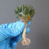 【ベアルート】E.アストロフィラ 3