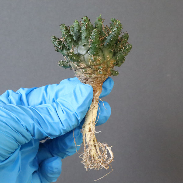 【ベアルート】E.アストロフィラ 3