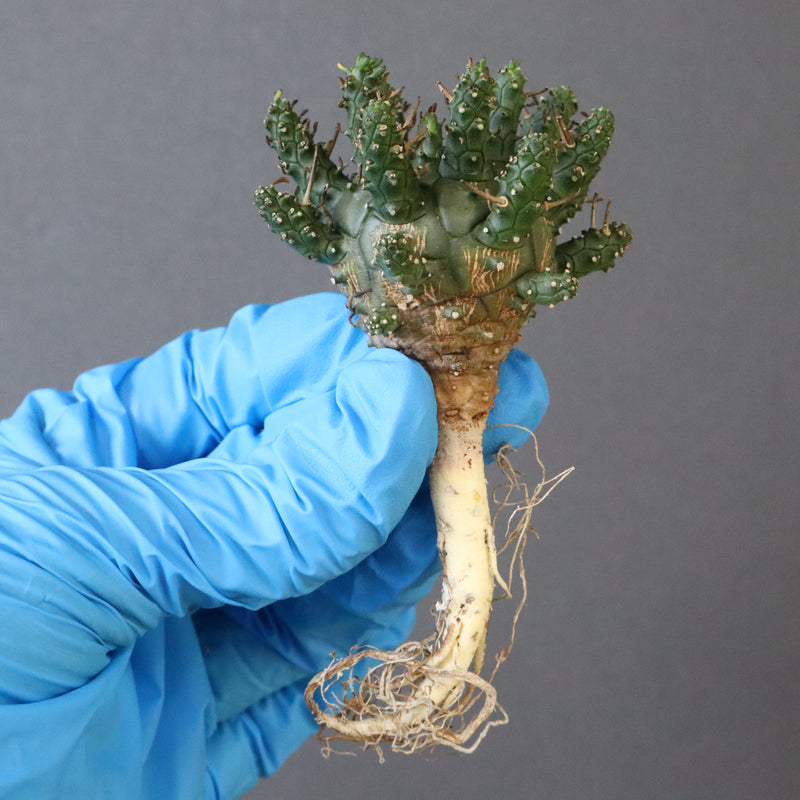 【ベアルート】E.アストロフィラ 3