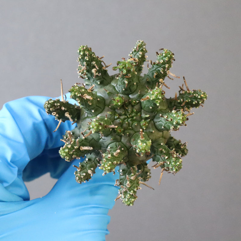 【ベアルート】E.アストロフィラ 3