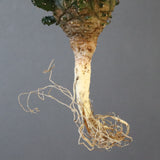 【ベアルート】E.アストロフィラ 3