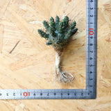 【ベアルート】E.アストロフィラ 3