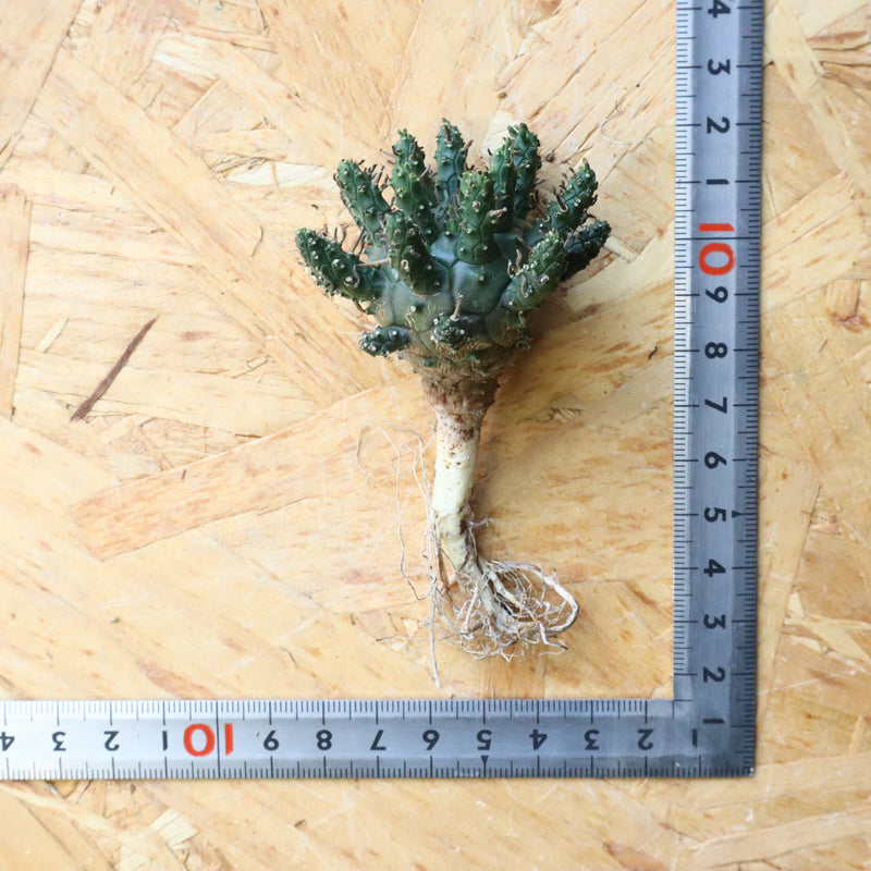 【ベアルート】E.アストロフィラ 3