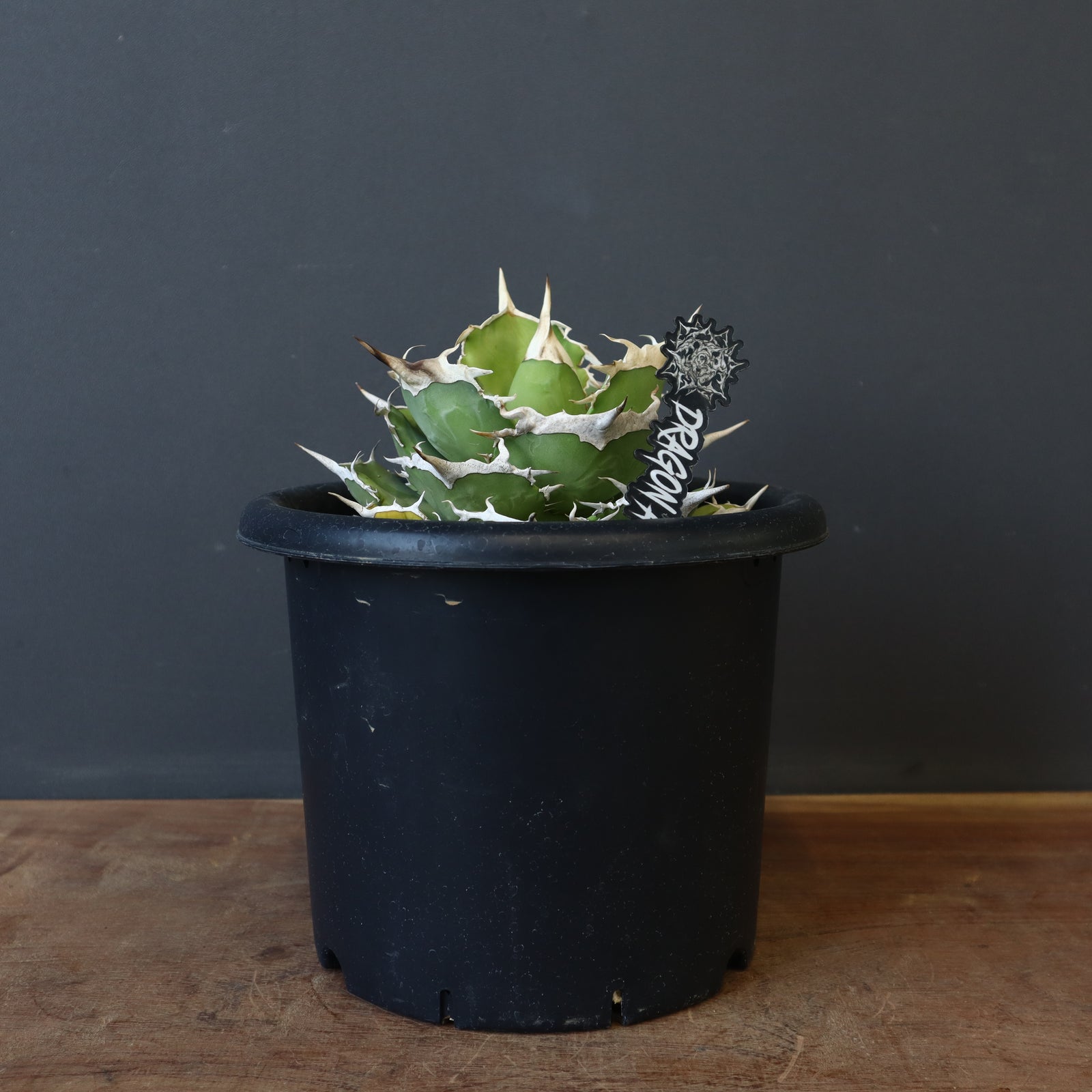 DRAGON AGAVE】アガベ 巨獣 EC19 – TaiShoDo ONLINE SHOP